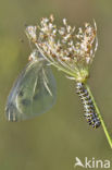 Koninginnepage (Papilio machaon) 