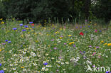 Cornflower (Centaurea cyanus)