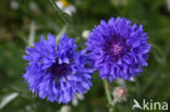 Korenbloem (Centaurea cyanus) 