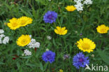 Cornflower (Centaurea cyanus)