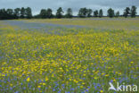 Cornflower (Centaurea cyanus)