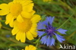 Korenbloem (Centaurea cyanus) 