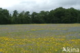 Cornflower (Centaurea cyanus)