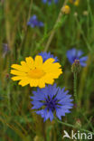 Cornflower (Centaurea cyanus)