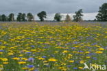 Cornflower (Centaurea cyanus)