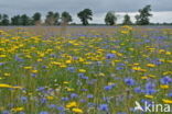 Cornflower (Centaurea cyanus)