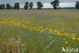 Cornflower (Centaurea cyanus)