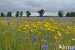 Korenbloem (Centaurea cyanus) 