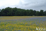 Cornflower (Centaurea cyanus)