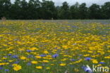 Cornflower (Centaurea cyanus)