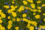 Cornflower (Centaurea cyanus)