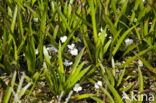 Krabbescheer (Stratiotes aloides) 