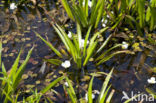 Krabbescheer (Stratiotes aloides) 