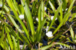 Watersoldier (Stratiotes aloides)