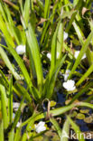 Watersoldier (Stratiotes aloides)