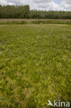Watersoldier (Stratiotes aloides)