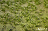 Watersoldier (Stratiotes aloides)
