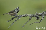 Kuifmees (Parus cristatus)