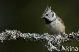 Kuifmees (Parus cristatus)