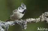 Kuifmees (Parus cristatus)