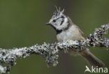 Kuifmees (Parus cristatus)