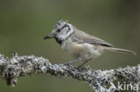 Kuifmees (Parus cristatus)