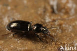 Langkielgravertje (Dyschirius tristis)