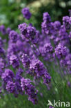 Lavendel (Lavandula spec.)