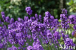 lavender (Lavandula spec.)