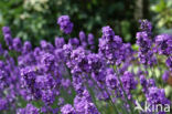 Lavendel (Lavandula spec.)