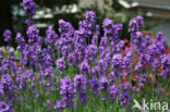 lavender (Lavandula spec.)