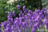 lavender (Lavandula spec.)