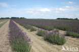 lavender (Lavandula spec.)