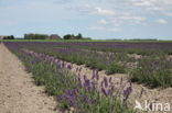 Lavendel (Lavandula spec.)