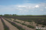 Lavendel (Lavandula spec.)