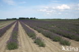 Lavendel (Lavandula spec.)