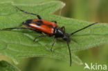 Leptura bifasciata