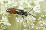 Lichte Bloedbij (Sphecodes hyalinatus)