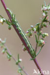 Lichte daguil (Heliothis viriplaca)