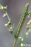 Lichte daguil (Heliothis viriplaca)