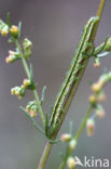 Lichte daguil (Heliothis viriplaca)