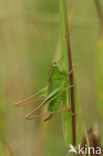 Lichtgroene sabelsprinkhaan (Metrioptera bicolor)