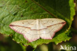 Geometer (Calothysanis amata)
