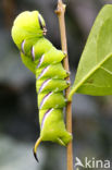 Privet Hawk-moth (Sphinx ligustri)