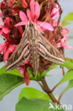 Privet Hawk-moth (Sphinx ligustri)