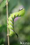 Privet Hawk-moth (Sphinx ligustri)