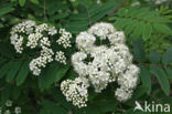 Lijsterbes (Sorbus)