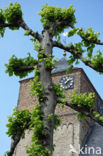 Lime (Tilia)