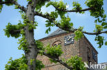 Lime (Tilia)