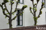 Lime (Tilia)
